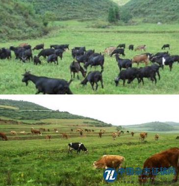 草食畜牧业发展现状及对策思路