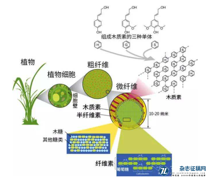 植物木质素合成调控及基因工程研究进展