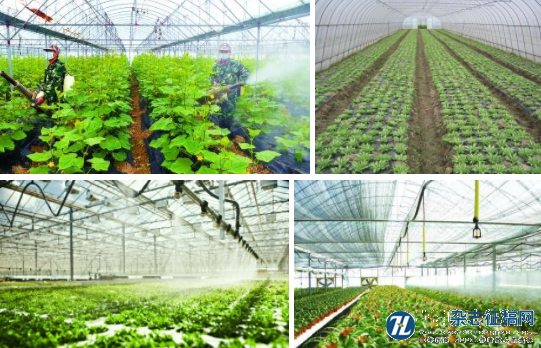 关于无公害绿色蔬菜种植技术的关键点解析