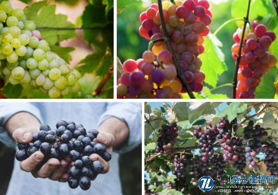 中国地方葡萄品种分布及收集利用现状