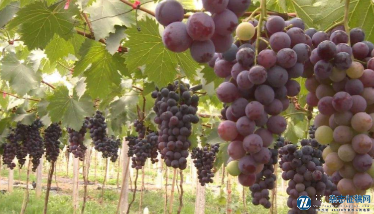 玉波系列葡萄品种的选育与栽培特点