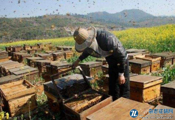 蜜蜂养殖现状与保护措施分析