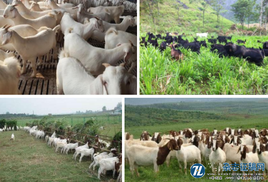 羊养殖的环境污染及防控措施