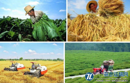 农业和农村经济形势分析与农业政策的创新
