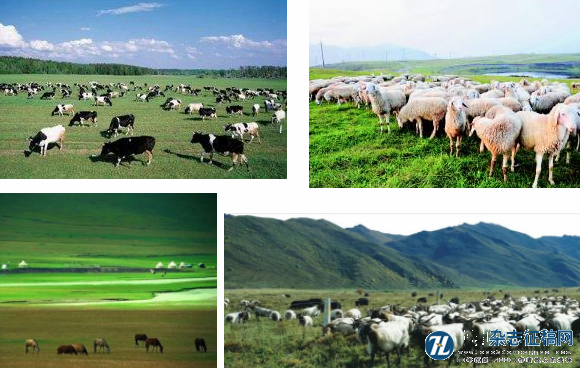 草原特殊畜牧养殖业的发展措施探究