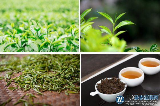  基于茶叶经济的农业一二三产业融合发展研究