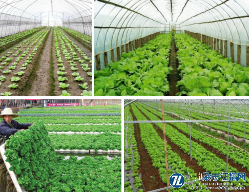 有机蔬菜种植体系中水肥配置的农学及环境效应研究