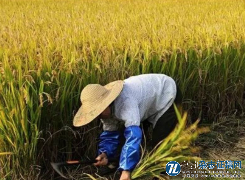 谈无公害水稻栽培技术