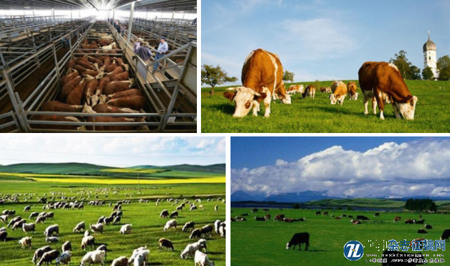 畜牧业生产中限制抗生素使用的思考