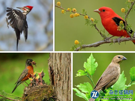 鸟类多样性及栖息地特征的观测