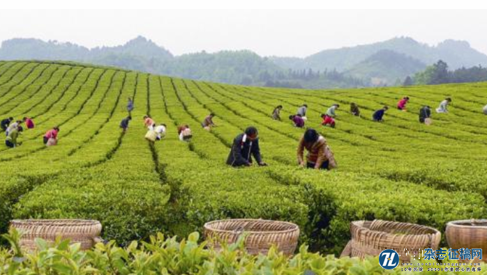 信息化背景下茶产业对农村经济的影响分析