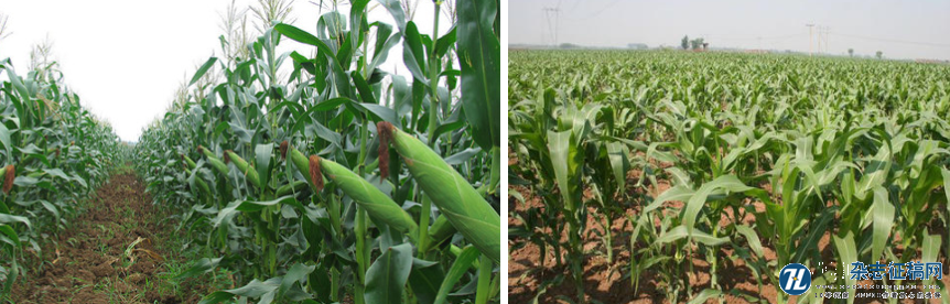 不同种植密度对邢玉10号玉米产量及穗的影响