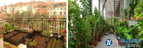 城市阳台蔬菜种植技术