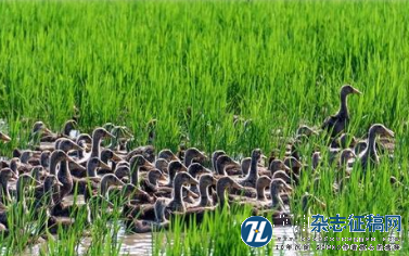 天台县现代生态循环农业发展现状及对策