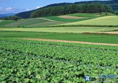 市场导向下基层部门在农业经济发展中的职能作
