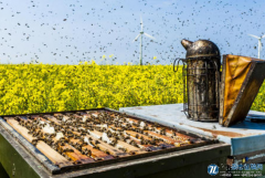 蜂群多特征长期监测系统设计与试验研究