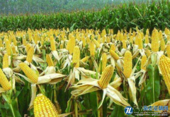 38个青贮玉米品种的农艺性状及品质比较