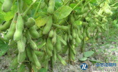 北方春大豆不同品种农艺性状及产量的比较研究