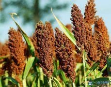 播期对重庆饲草高粱农艺性状及产量的影响