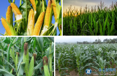 不同播期及收获期对玉米产量的影响