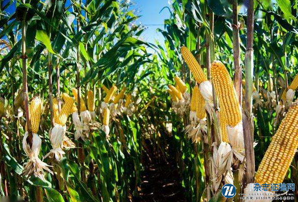 不同收获期对玉米产量的影响