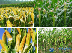 专用缓释肥结合延缓收获对夏玉米产量的调控效