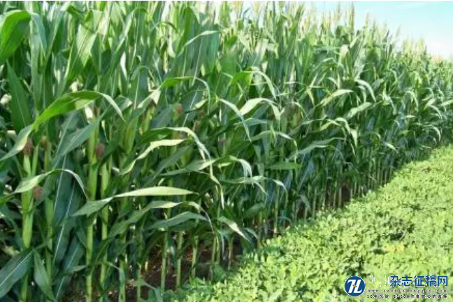不同收获期玉米植株剪切力及其饲料营养特性的研究