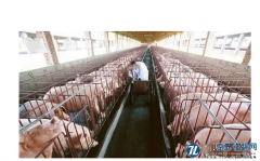 生猪养殖过程中做好保护生态环境