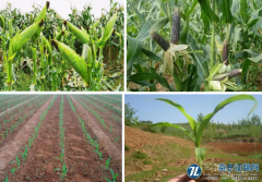 不同播种方式对鲜食玉米产量与效益的影响