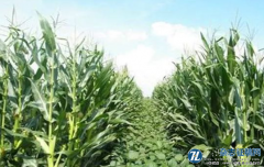 播种密度与氮肥施用量对玉米茎秆抗倒能力影响
