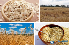 种植密度对松嫩平原西部燕麦产量形成的影响