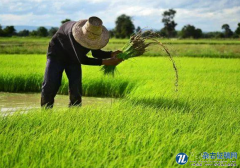 江汉平原水稻种植区提取研究