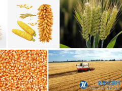 河南省小麦—玉米周年减灾栽培技术