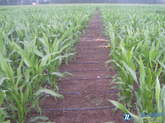 浅析玉米栽培技术与田间管理