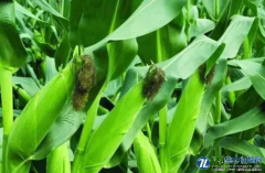 大田玉米高产种植技术探究