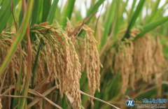 优化水稻生产全程机械化的对策探讨