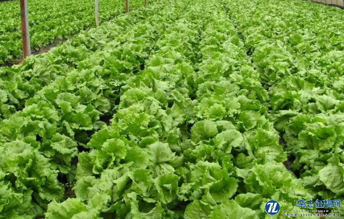有机蔬菜种植模式及生态农业技术推广运用